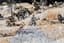 BATTLE OF BORODINO
Diorama of flat pewter figures depicting the battlefield in the snow.