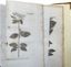 JOHANN AMMAN (1707–1741)
Stirpium rariorum in Imperio Rutheno sponte provenientium icones et descriptiones [Illustrations and Descriptions of Rare Plants Growing Wild in the Russian Empire]. St. Petersburg: Imperial Academy of Sciences Press, 1739.