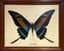 MARCEL CHARLES DESBAN (1937-2020)
Butterfly (genre papilio)