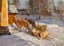 Alessio Issupoff (1889 – 1957)
Horses in the winter court