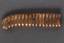 Russian naval of cer’s award Sabre based on the sample of 1855, with lanyard, with the inscription «For courage», «Golde...