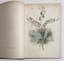 JEAN-JACQUES GRANDVILLE (1803-1847)
TAXILE DELORD (1815-1877)
"The Animated Flowers”
Paris, de Gonet, 1847.
Introduction by Alphonse Karr, Text by Taxile Delord.