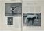 TWO MAGAZINES 1930S
«Monte Carlo»
«Die Dame»