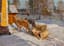 ALESSIO ISSUPOFF (1889-1957)
Horses in the winter court