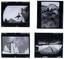 MIMMO CHIANURA
Set of four Photographs