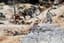 BATTLE OF BORODINO
Diorama of flat pewter figures depicting the battlefield in the snow.