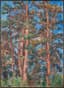 NADEZHDA UDALTSOVA (1885-1961)
Edge of forest