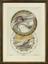 Jules Auguste Habert-Dys (1850-1930)
‘Fantasies Decoratives’: plates 13, 33 and 35