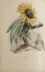 JEAN-JACQUES GRANDVILLE (1803-1847)
TAXILE DELORD (1815-1877)
"The Animated Flowers”
Paris, de Gonet, 1847.
Introduction by Alphonse Karr, Text by Taxile Delord.
