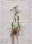 Natasha Danberg (b. 1969)
Milfoil, 2017 C Print, number two from an edition of 5 36 x 50 cm Provenance: In-Art, Moscow Тысячелистник, 2017 C-Print...