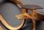 A naval of cer’s broadsword based on the sample of 1855 with the inscription « For Bravery » and the badge of Order of S...