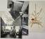 GEORGES MATHIEU (1921-2012),
posters for Airfrance and 4 photographs