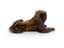 UNKNOWN ARTIST (19TH -20TH CENTURY)
Mastiff dog lying down with a collar, late 19th - early 20th century