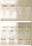 VERSACE
ROSENTHAL
LOT OF 24 MEDUSA GLASSES