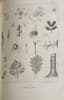 JEAN-JACQUES GRANDVILLE (1803-1847)
TAXILE DELORD (1815-1877)
"The Animated Flowers”
Paris, de Gonet, 1847.
Introduction by Alphonse Karr, Text by Taxile Delord.