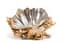 CLAUDE VICTOR BOELTZ (1937)
SEASHELL TABLE CENTERPIECE