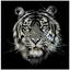 ROBERTA DIAZZI
Northern Tiger, 2018