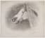 NIKOLAI SVERCHKOV (1817-1898)
Horse head