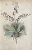 JEAN-JACQUES GRANDVILLE (1803-1847)
TAXILE DELORD (1815-1877)
"The Animated Flowers”
Paris, de Gonet, 1847.
Introduction by Alphonse Karr, Text by Taxile Delord.