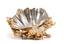 CLAUDE VICTOR BOELTZ (1937)
SEASHELL TABLE CENTERPIECE, France, circa 1970
