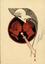 ERTE (ROMAIN DE TIRTOFF) (1892-1990)
Projet d’illustration : Naissance de l’Odyssée, 7 drawings