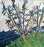 MAXIM KANTOR (B. 1957)
Thistle