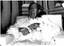Slavador DALI (1904 - 1989)
A set of 5 vintage photographs