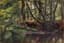 IVAN SHISHKIN (1832–1898)
River Ligovka
