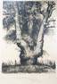 Mikhail Yakovlevich MITRYASHKIN (1926 - 2004)
"Tree" and "Sailor" Lot of two engravings Signed lower right Gift certificates 70 x 50 cm Михаил Яковлевич МИТРЯШКИН (19...