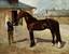 Nikolai Semenovich Samokish (1860-1944)
Lel - Portrait of a racing stallion