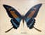 MARCEL CHARLES DESBAN (1937-2020)
Butterfly (genre papilio)