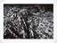 Complete Portfolio with 15 Original photographs: “Selection Esther Woerdehoff”, 1947-2007. Magnum Photographs.