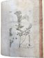 JOHANN AMMAN (1707–1741)
Stirpium rariorum in Imperio Rutheno sponte provenientium icones et descriptiones [Illustrations and Descriptions of Rare Plants Growing Wild in the Russian Empire]. St. Petersburg: Imperial Academy of Sciences Press, 1739.