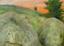 A.S. PETUKHOV
Haystacks