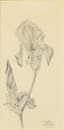 MIKHAIL ZHUK (1883-1964)
Iris